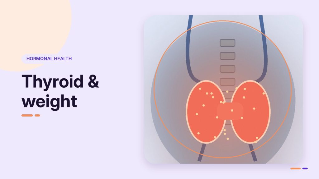 Thyroid and weight: illustration of the thyroid gland